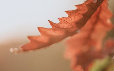 BLESSED IS THE MAN – PART 4